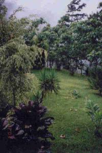View of backyard